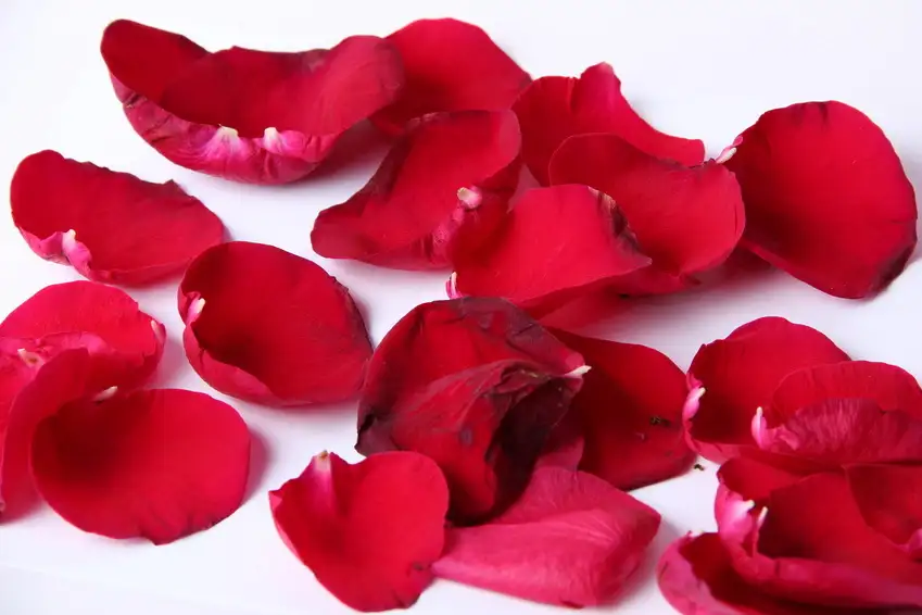Pétales de rose dans la chambre du Domaine Jobert